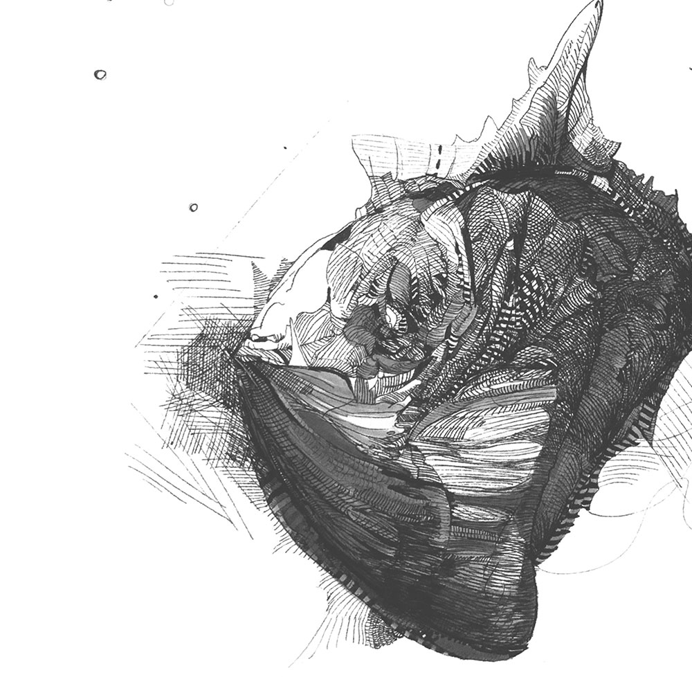 Catálogo de especies, Naza Martín, La máquina creadora
